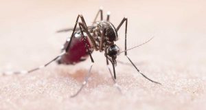 Leia mais sobre o artigo Dengue no Condomínio: Como combater o mosquito?