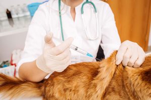 Leia mais sobre o artigo A vacinação dos pets no condomínio é essencial. Confira porque você deve vaciná-los